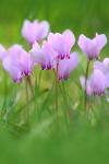 Cyclamen hederifolium