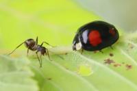 Harmonia axyridis