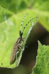 Agapanthia villosoviridescens