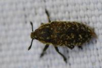 Rhinocyllus conicus