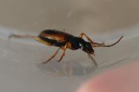 Anchomenus dorsalis