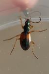 Anchomenus dorsalis