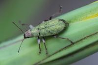Pachyrhinus lethierryi
