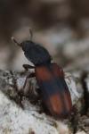 Bitoma crenata