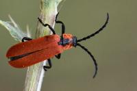 Lygistopterus sanguineus
