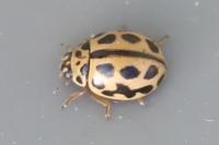 Tytthaspis sedecimpunctata