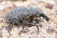 Larinus turbinatus