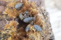Larinus turbinatus