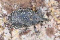 Larinus turbinatus