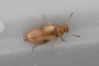 Anaspis maculata