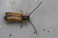 Tetrops praeustus