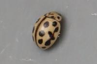 Tytthaspis sedecimpunctata