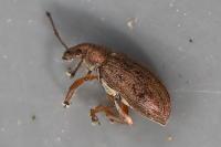 Phyllobius pyri