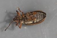 Phyllobius pyri