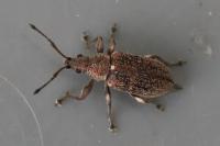 Phyllobius pyri