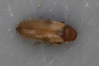 Anaspis maculata