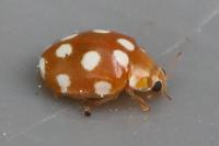 Vibidia duodecimguttata