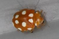Vibidia duodecimguttata