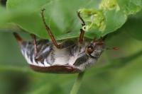 Melolontha melolontha