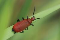 Pyrochroa serraticornis