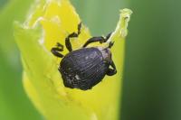 Mononychus punctumalbum
