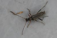 Grammoptera ruficornis