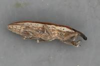 Lixus