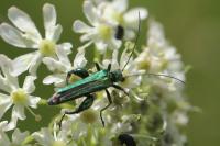 Oedemera nobilis