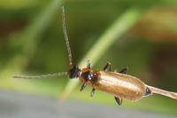 Rhagonycha nigriventris