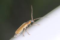 Rhagonycha nigriventris