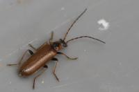 Rhagonycha nigriventris