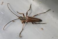 Stenocorus meridianus
