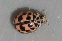 Oenopia conglobata