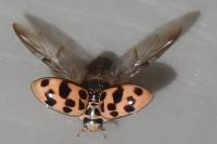 Oenopia conglobata