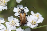 Pseudovadonia livida