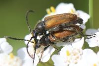 Pseudovadonia livida