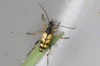 Rutpela maculata