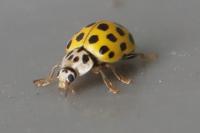 Psyllobora vigintiduopunctata