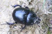 Anoplotrupes stercorosus