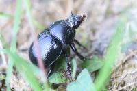 Anoplotrupes stercorosus
