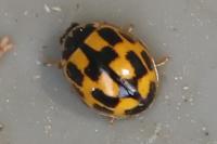 Propylea quatuordecimpunctata