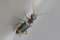 Axinotarsus marginalis