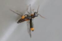 Axinotarsus marginalis