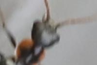 Axinotarsus marginalis
