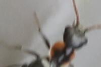 Axinotarsus marginalis