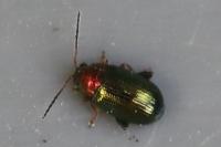 Crepidodera aurata