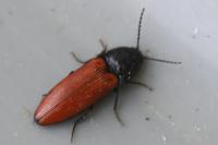 Ampedus