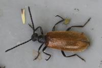 Lagria hirta