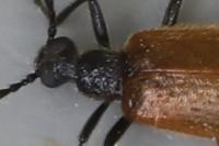 Lagria hirta