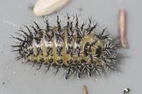 Henosepilachna argus